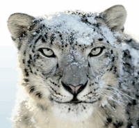 كيفية الترقية إلى Snow Leopard & What يجب أن تعرفه [Mac] snow leopard