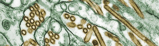 فيروسات إنفلونزا الطيور A H5N1