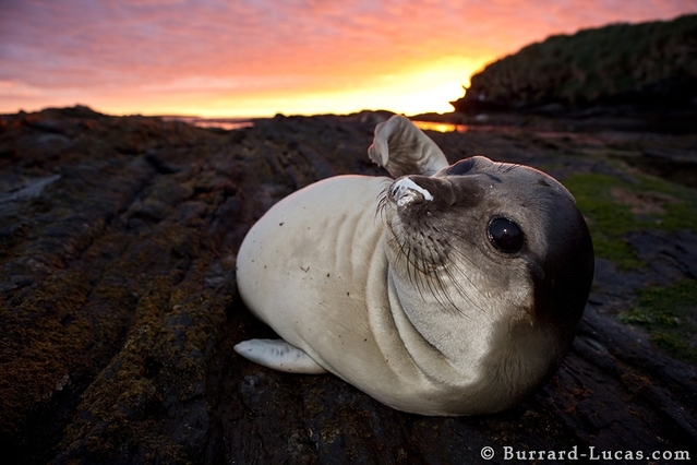 4 Will and Burrard-Lucas Elephant Seal Pup