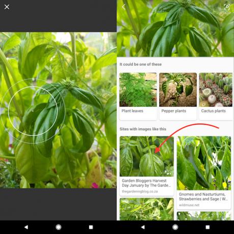 كيفية التعرف على النباتات والزهور باستخدام كاميرا هاتفك بينغ