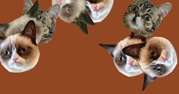 8 مواقع القط Purrfect لعشاق القطط جلب الرسوم المتحركة القطط
