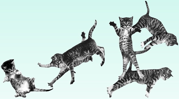 8 مواقع القط Purrfect لعشاق القطط القطط لعبة ترتد
