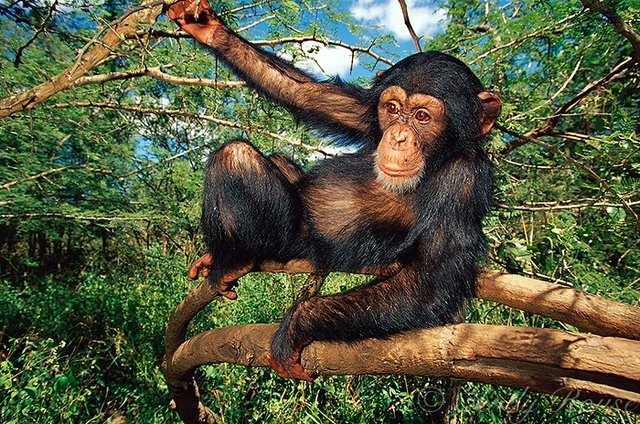 6 أندي روس - الشمبانزي