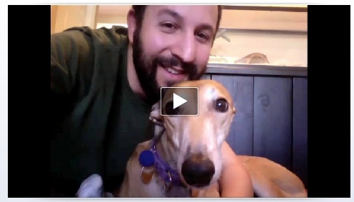 يقدم Facebook مكالمات فيديو باستخدام Skype [News] Video Chat Dog